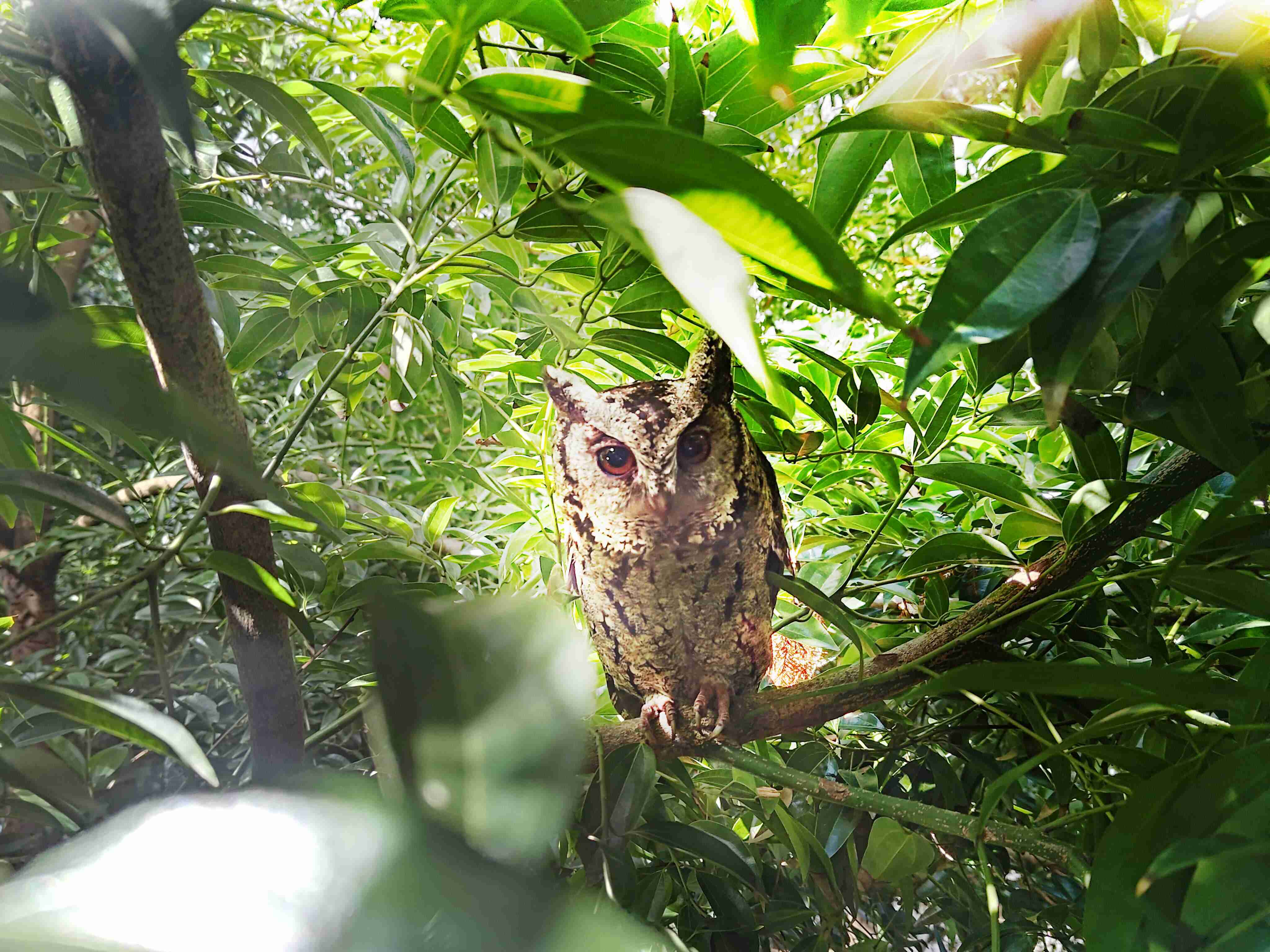 银河集团致力提倡净零绿生活，，，，16年以来在全球各厂区植树逾百万棵，，造就各厂区树木蔚然成林，，，犹如森林工厂，，成为许多生物的栖息地